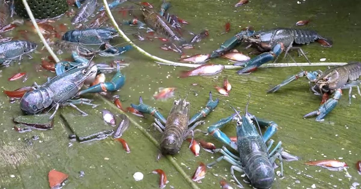 Proses Budidaya Lobster Air Tawar