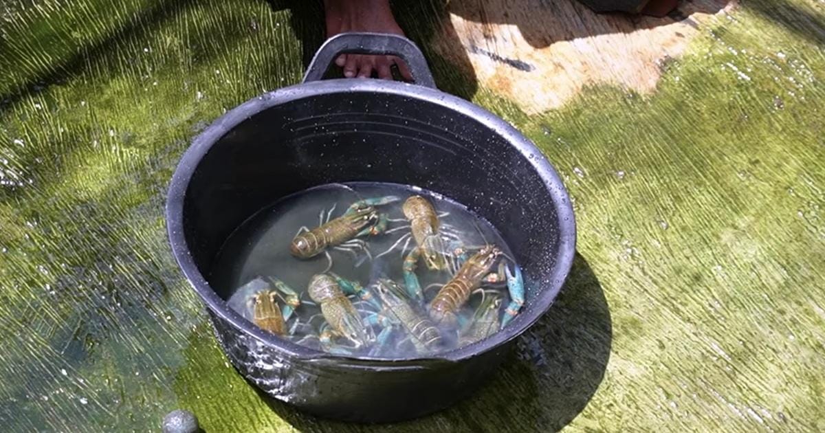 Cara Mudah Budidaya Lobster Air Tawar